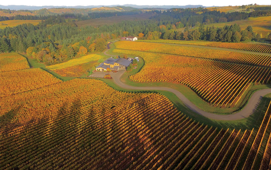 Ribbon Ridge Estate arial view